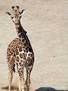 Giraffe98