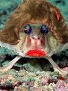 BatFish