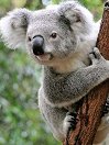 KoalaEukali