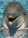 Dolphin_SC