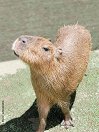 kapybaraCZ