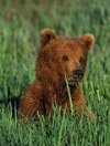 Youk l'ours