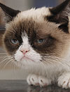 Film o Grumpy Cat? Good!