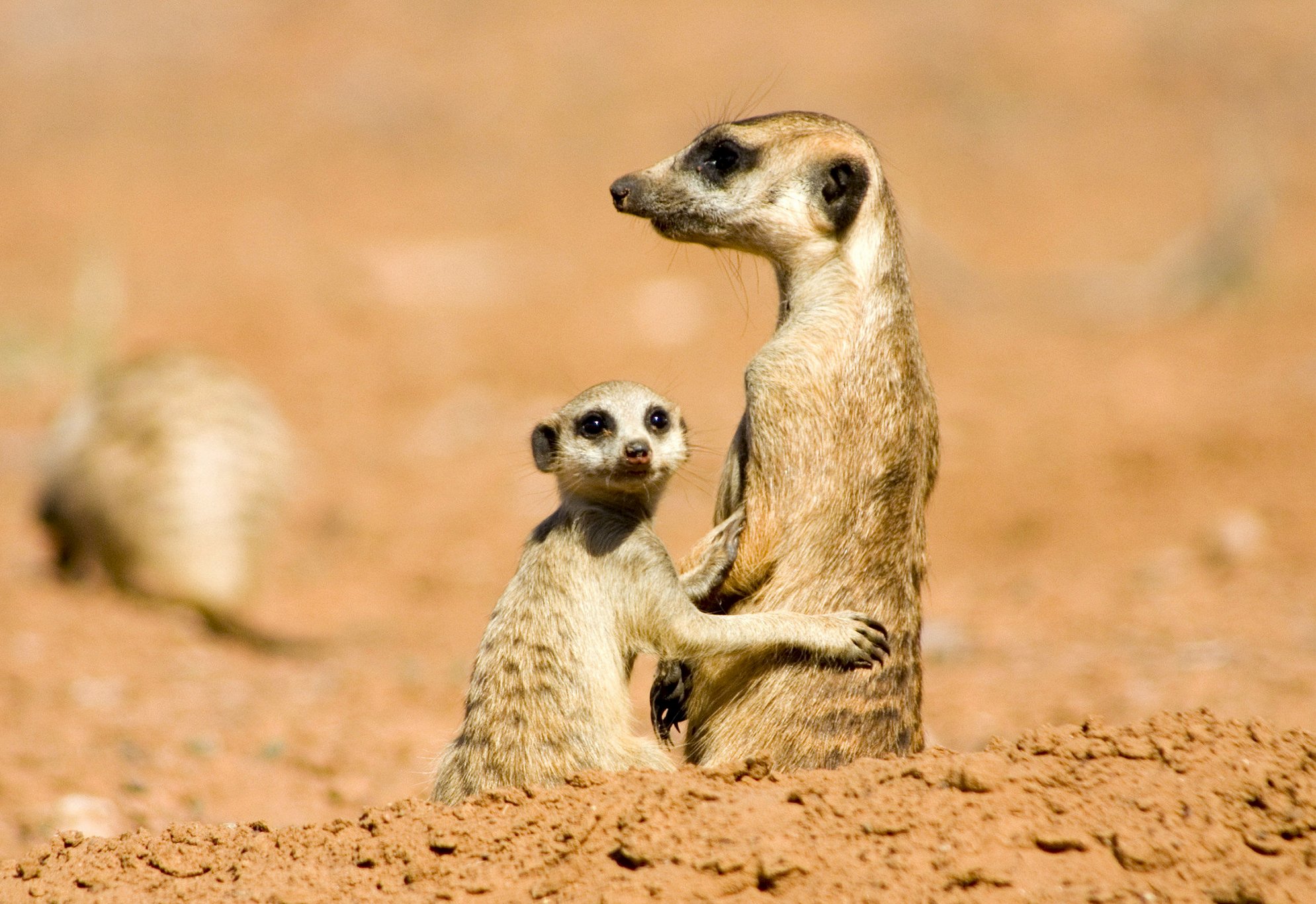 Какой образ жизни ведет сурикат. Саванна сурикаты. Сурикаты the Meerkats, 2008. Животные пустыни сурикаты. Пустынный сурикат.