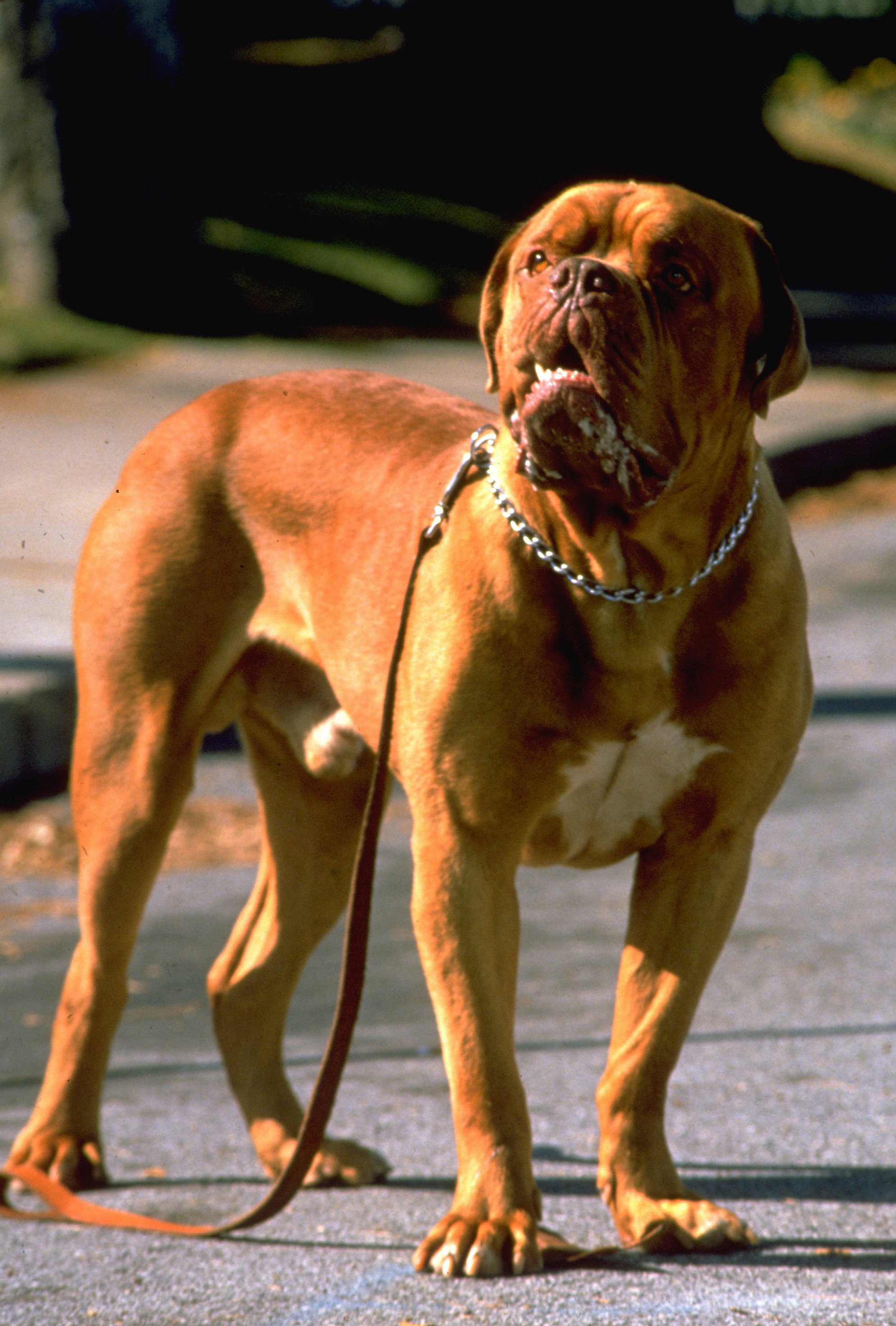 Turner a Hooch (1989) Galerie Z filmu ČSFD.cz