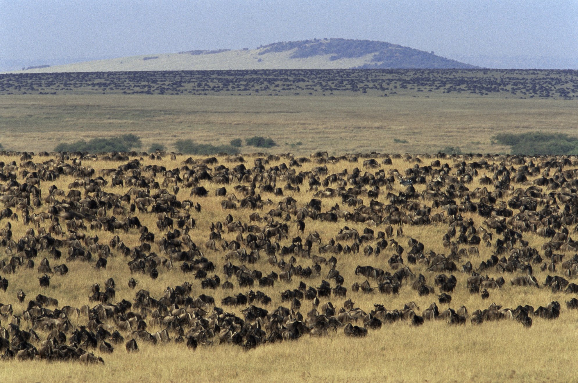 Национальный парк серенгети миграция. Миграция как фактор эволюции примеры. Миграция животных презентация. Миграция рыб активные и пассивные. Сезонная миграция животных.