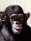 simpanssi Tereza