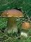 boletus