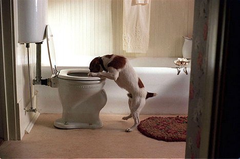 Enzo the Dog - My Dog Skip - De filmes