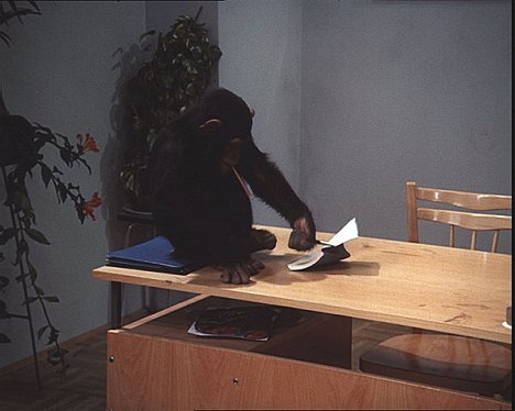 simpanssi Tereza - Terezu bych kvůli žádné holce neopustil - Kuvat elokuvasta