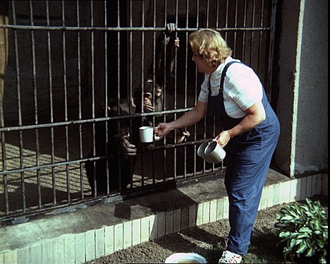Tereza a majom - Galiba az állatkertben - Filmfotók