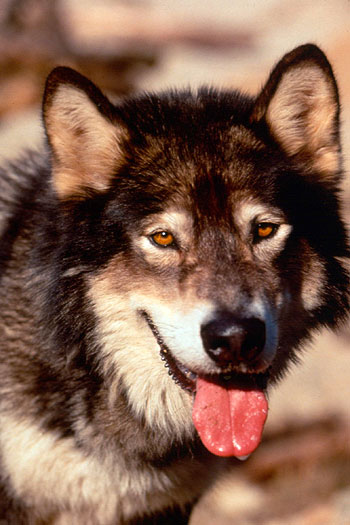 Hund Jed - Wolfsblut 2 - Das Geheimnis des weißen Wolfes - Filmfotos