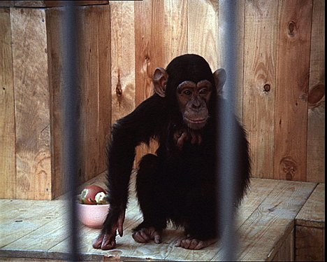 Tereza a majom - Galiba az állatkertben - Filmfotók