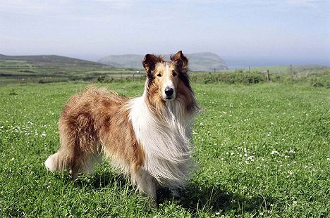 Mason - Lassie - Do filme
