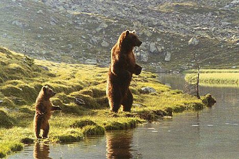 medvěd Youk, medvěd Bart - Medveď - Z filmu