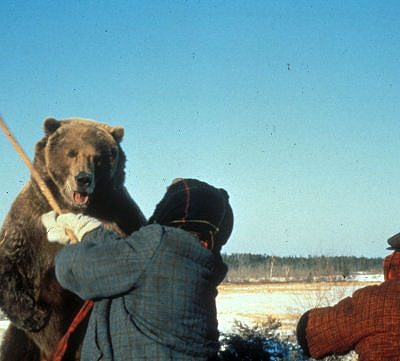 Bart the Bear - Lost in the Barrens - Photos