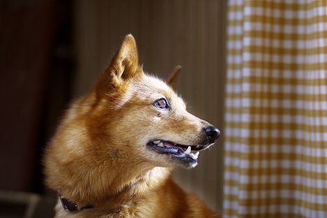 Korpisaran Tuuli - Dog Nail Clipper - Photos