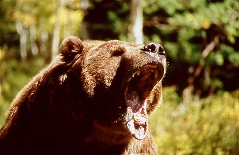 Bart der Bär - Walking Thunder - Filmfotos