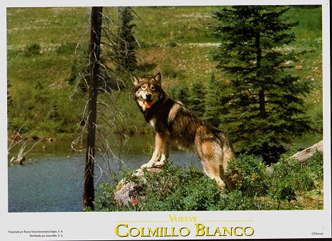 Hund Jed - Wolfsblut 2 - Das Geheimnis des weißen Wolfes - Lobbykarten