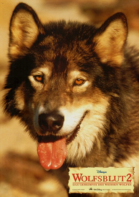 Hund Jed - Wolfsblut 2 - Das Geheimnis des weißen Wolfes - Lobbykarten