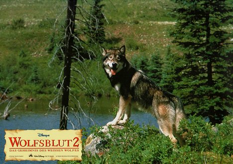 pes Jed - White Fang II: Myth of the White Wolf - Lobby Cards