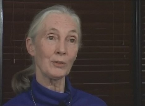Jane Goodall - Chattel - Z filmu