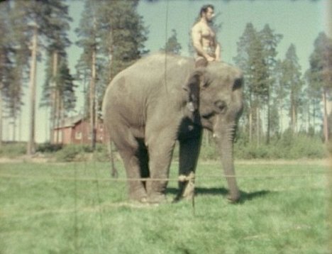 Kalle Nyman - Arvoisa herra Tarzan - De la película
