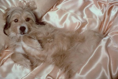 Benjean - Ein Himmelhund von einem Schnüffler - Filmfotos