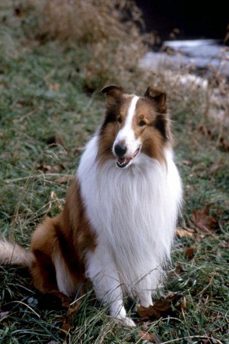 Howard - El regreso de Lassie - De la película