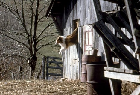 Howard - Lassie - Kuvat elokuvasta
