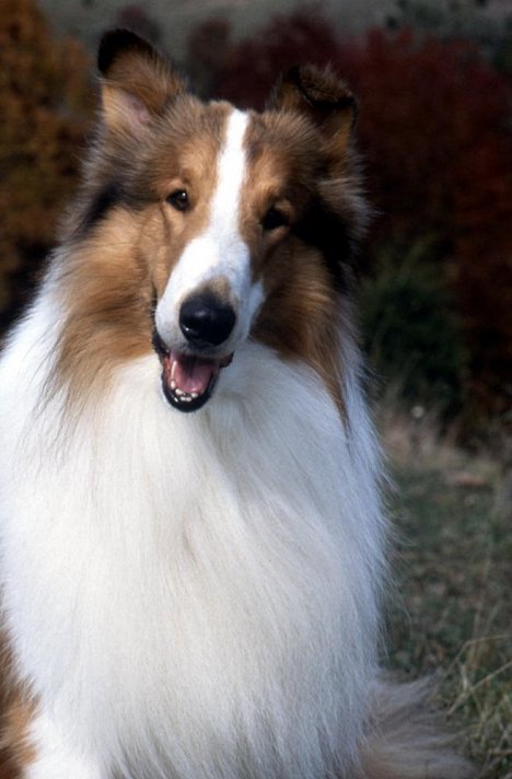 Howard - Lassie - Freunde fürs Leben - Werbefoto