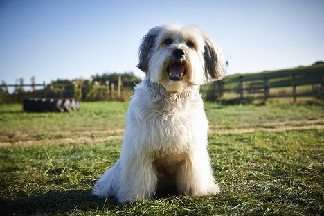 Pudsey - Pudsey the Dog: The Movie - Photos