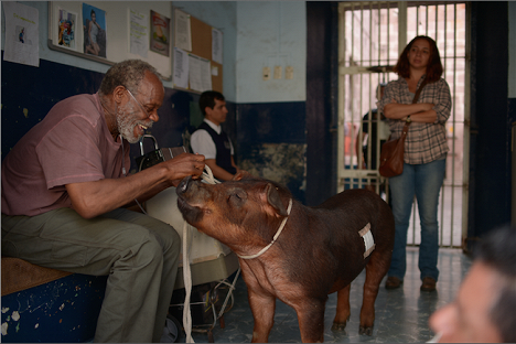 Danny Glover, Maya Rudolph - Mr. Pig - Photos