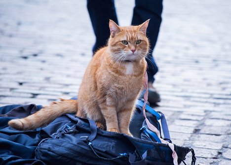 Bob el gato - A Street Cat Named Bob - De la película