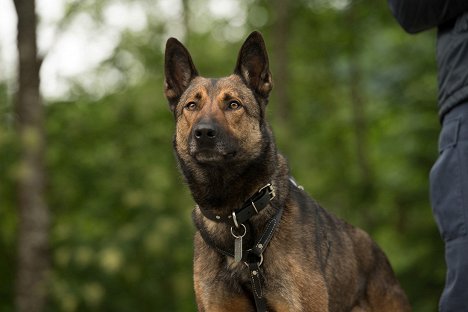 Carlos - Max - Agent auf vier Pfoten - Filmfotos