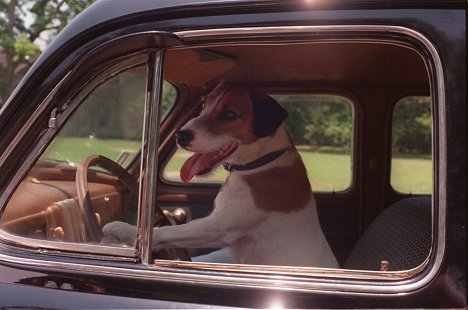 Enzo the Dog - My Dog Skip - Van film