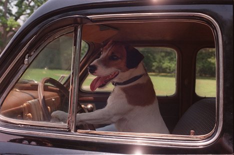 Hund Enzo - Mein Hund Skip - Filmfotos