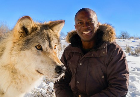 Patrick Aryee - Hunde - Eine faszinierende Tierfamilie - Werbefoto