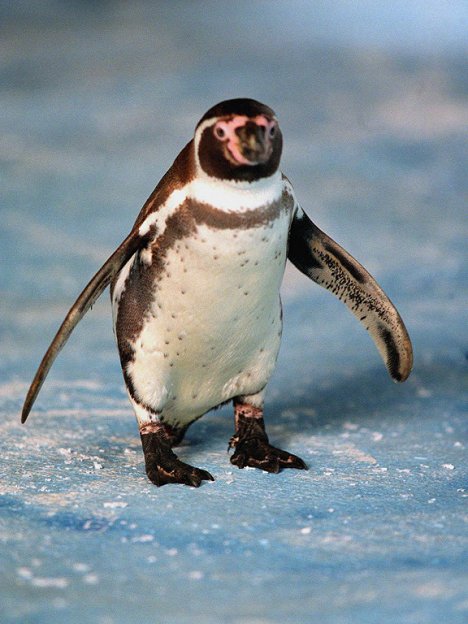 Charly der Pinguin - Amundsen der Pinguin - Photos