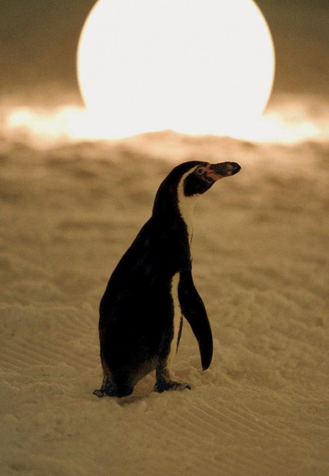 Charly der Pinguin - Tučňák Amundsen - Z filmu