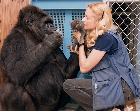 Penny Patterson - Tarina puhuvasta gorillasta - Kuvat elokuvasta