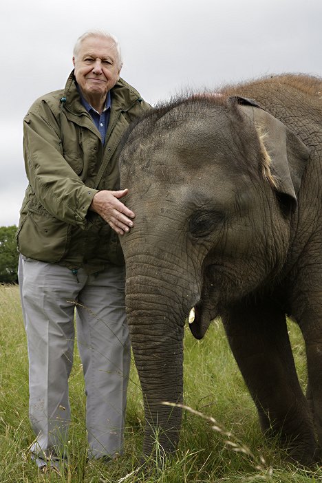 David Attenborough - Attenborough and the Giant Elephant - Photos