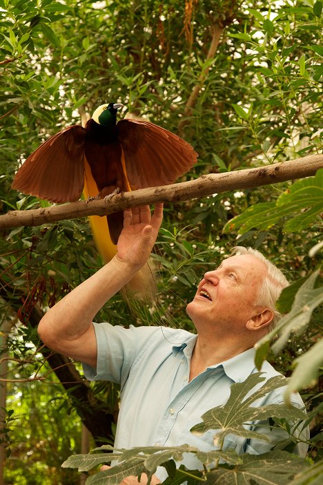 David Attenborough - Attenboroughs Paradiesvögel - Filmfotos
