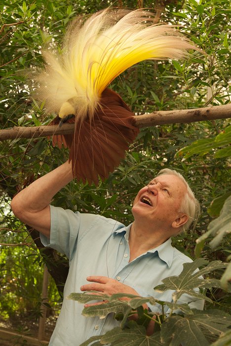 David Attenborough - Attenborough's Paradise Birds - Z filmu