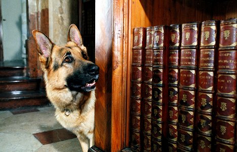 Rhett Butler-koira - Poliisikoira Rex - Ikuisen elämän jäljillä - Kuvat elokuvasta