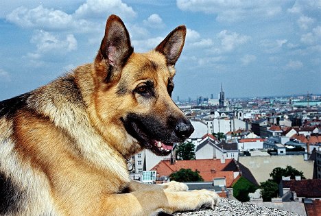 pes Rhett Butler - Rex, o cão polícia - Senkrecht in den Tod - Do filme