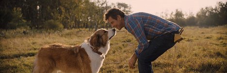 Dennis Quaid - Mes autres vies de chien - Film