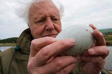 David Attenborough - Natural World - Attenborough's Wonder of Eggs - Filmfotos