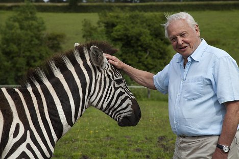 David Attenborough - Kurioses aus der Tierwelt - Das Zebra und der Schmetterling - Filmfotos