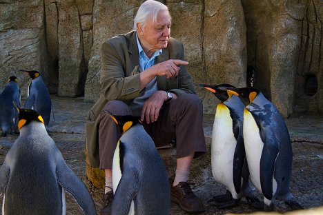 David Attenborough - Kurioses aus der Tierwelt - Ein Leben in der Kälte: Der Kaiserpinguin und der Eisfrosch - Filmfotos